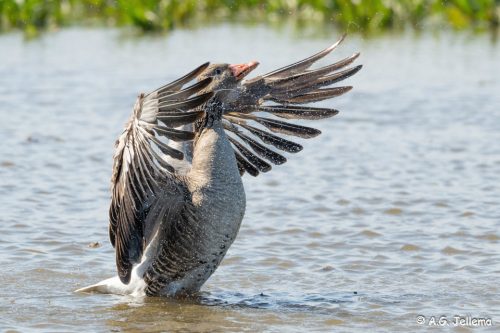 Grauwe gans